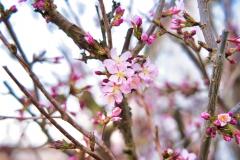 Die ersten Blüten sprießen