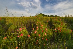 Feldblumen8