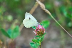 Blume mit einem Schmetterling