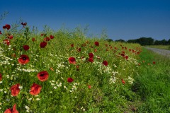 Feldblumen