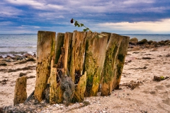 Holz am Strand