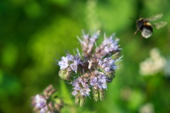 Landeanflug einer Hummel