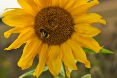 Sonnenblume mit Hummel